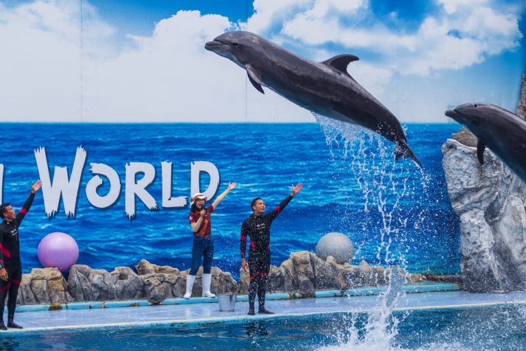 Spectacle aquatique avec acrobates : une expérience immersive qui fascine tous les publics